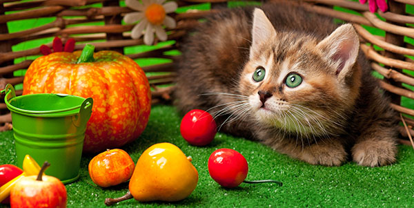 Siberian kitten on the bright artificial grass over decorative wattle fence background