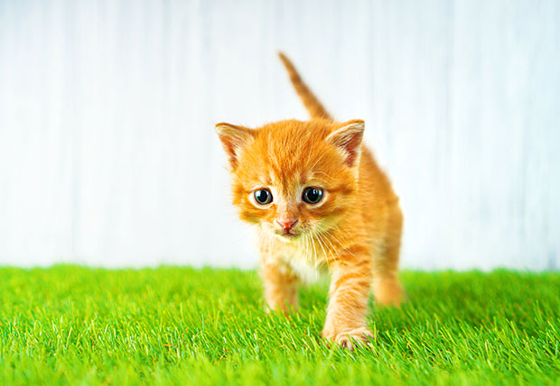 Artificial grass. Ginger kitten steps on a fluffy syntheic grass.